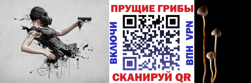 закладки  Александровск-Сахалинский  Галлюциногенные грибы прущие грибы 
